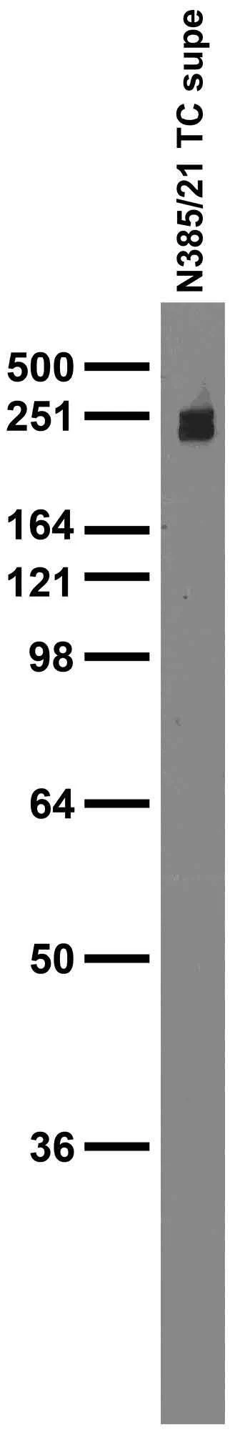 Anti-Beta1-Spectrin Antibody - Image 4