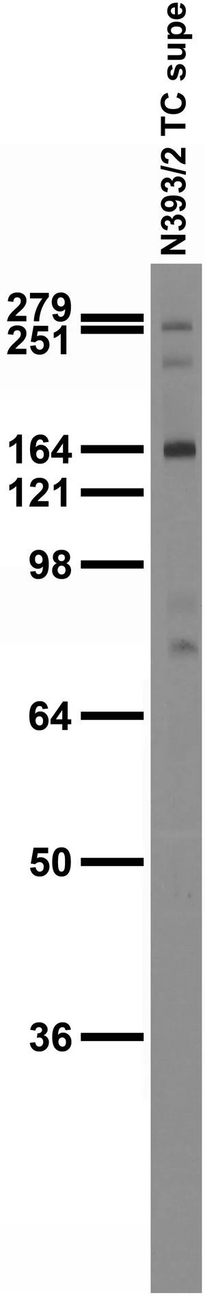 Anti-Beta4-Spectrin Antibody - Image 2
