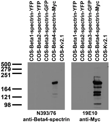 Anti-Beta4-Spectrin Antibody - Image 4