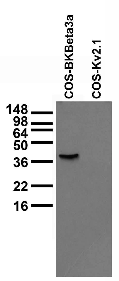 Anti-BKbeta3a K+ Channel Antibody - Image 2