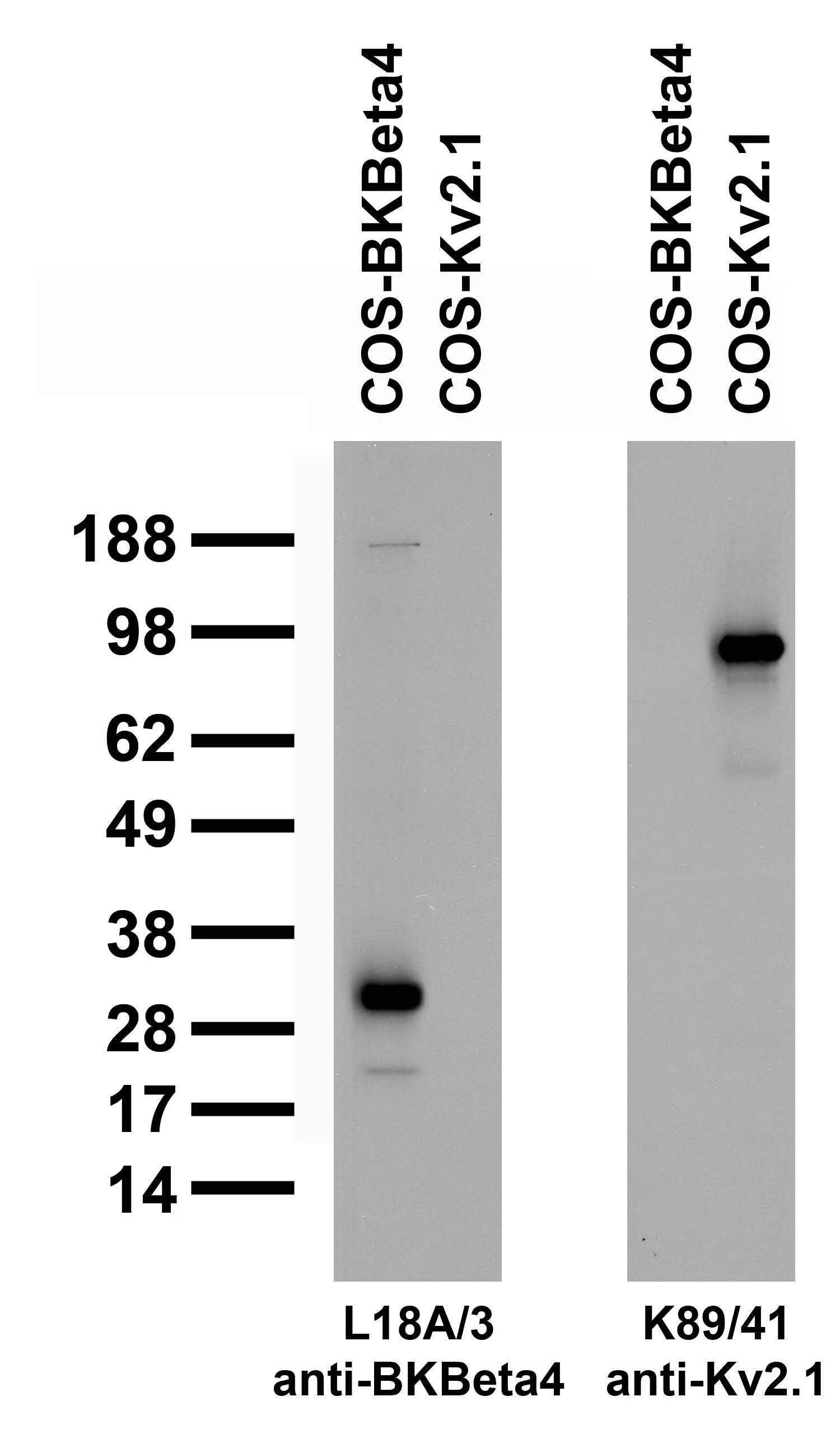 Anti-BKbeta4 K+ Channel Antibody - Image 2