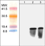 Anti-Blasticidin S Deaminase Antibody