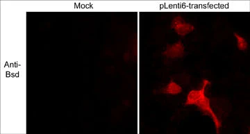Anti-Blasticidin S Deaminase Antibody - Image 2