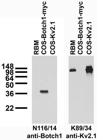 Anti-Botch Antibody