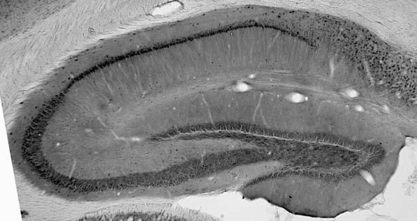 Anti-Botch Antibody - Image 2