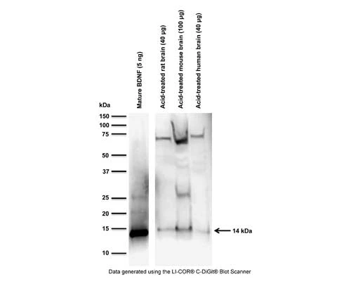 Anti-Brain-derived neurotrophic factor (BDNF) Antibody