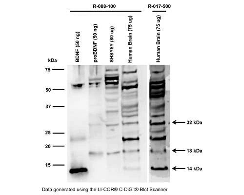 Anti-Brain-derived neurotrophic factor (BDNF) Antibody