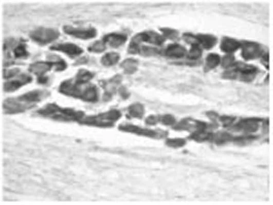 Anti-Brain-derived neurotrophic factor (BDNF) Antibody - Image 2