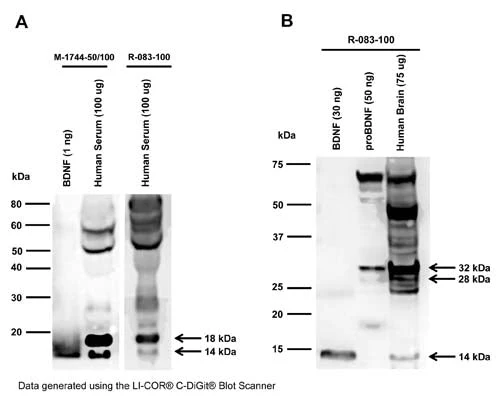 Anti-Brain-derived neurotrophic factor (BDNF) Antibody - Image 2
