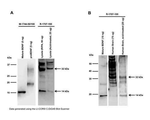 Anti-Brain-derived neurotrophic factor (BDNF) Antibody