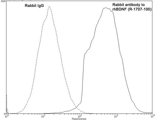 Anti-Brain-derived neurotrophic factor (BDNF) Antibody - Image 2