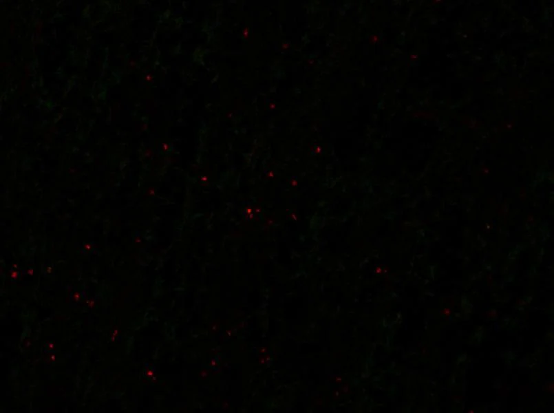 Anti-Bral1 Antibody - Image 2