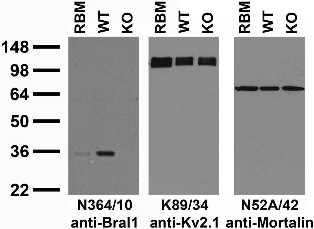 Anti-Bral1 Antibody - Image 4