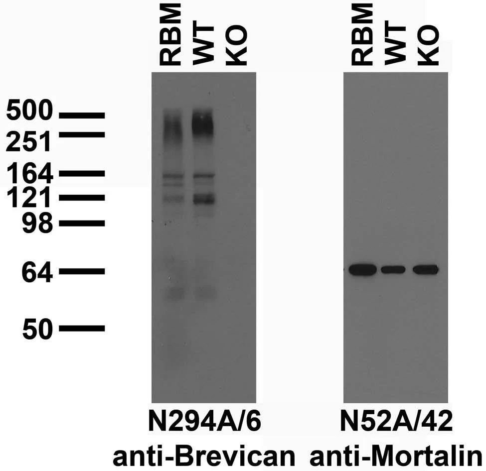 Anti-Brevican Antibody