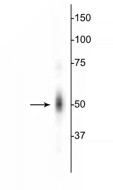 Anti-c-FOS Antibody - Image 3
