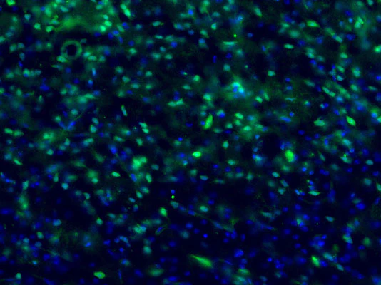Anti-c-FOS Antibody - Image 4