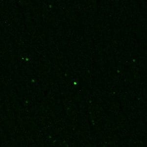Anti-c-FOS Antibody - Image 6