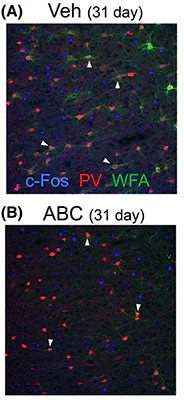 Anti-c-FOS Antibody - Image 7