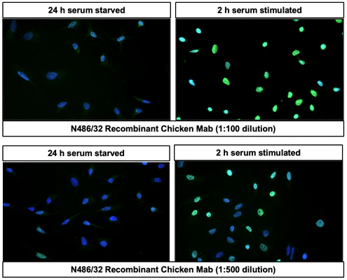 Anti-c-FOS Recombinant Chicken Chimeric mAb - Image 3