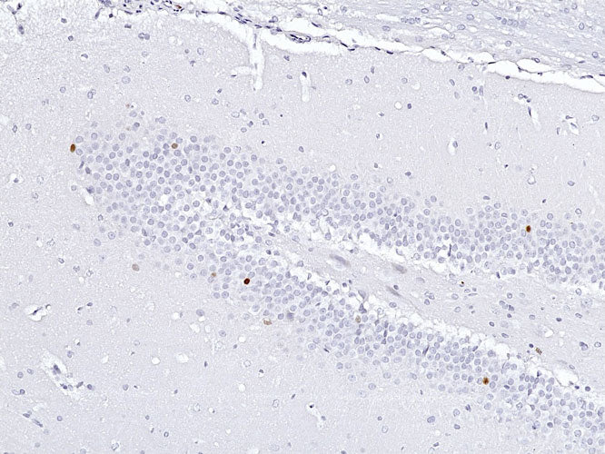 Anti-c-FOS Recombinant Chicken Chimeric mAb - Image 4