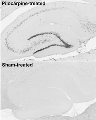 Anti-c-FOS Recombinant Chicken Chimeric mAb - Image 5