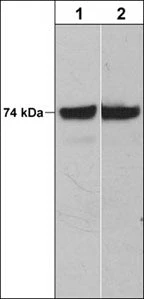Anti-C-Raf (N-terminal region) Antibody