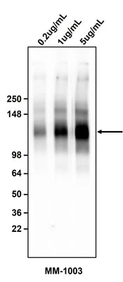 Anti-CA19-9/Sialyl Lewis A (sLeA) Antibody - Image 2