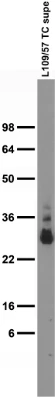 Anti-CALB1/calbindin Antibody - Image 3
