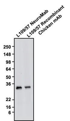 Anti-CALB1/Calbindin Recombinant Chicken Chimeric mAb - Image 3