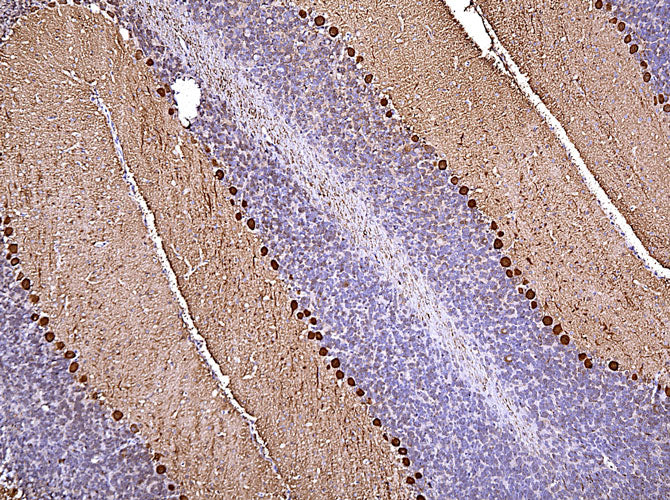 Anti-CALB1/Calbindin Recombinant Chicken Chimeric mAb - Image 5