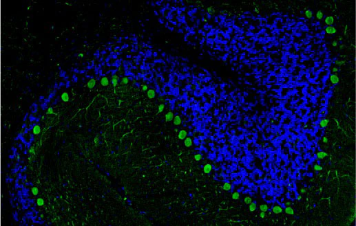 Anti-CALB1/Calbindin Recombinant Chicken Chimeric mAb - Image 6