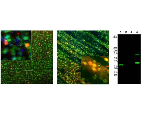 Anti-Calbindin Antibody