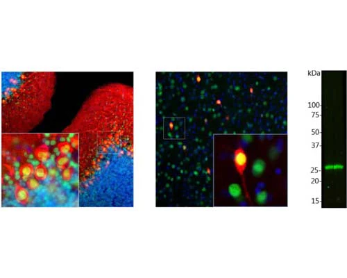 Anti-Calbindin-binding protein Antibody