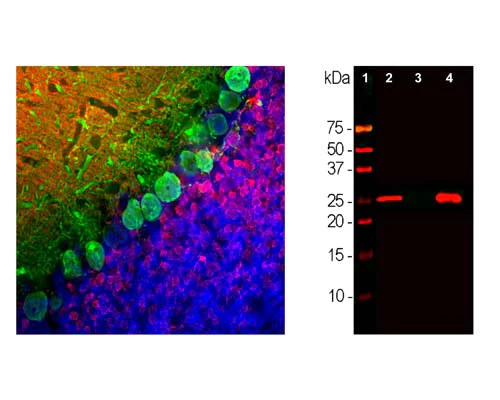 Anti-Calbindin-binding protein Antibody - Image 2