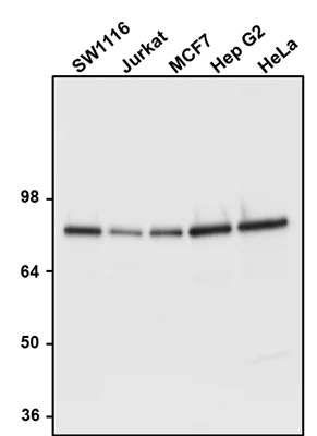 Anti-Calnexin Antibody - Image 2