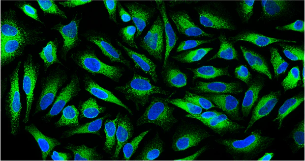 Anti-Calnexin Antibody - Image 3