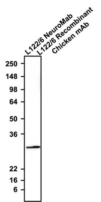 Anti-Calretinin Recombinant Chicken Chimeric mAb - Image 3