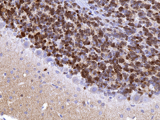Anti-Calretinin Recombinant Chicken Chimeric mAb - Image 5
