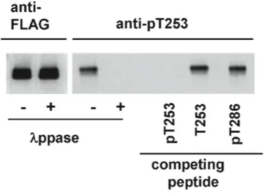 Anti-CamKII subunit alpha, Thr253 Antibody