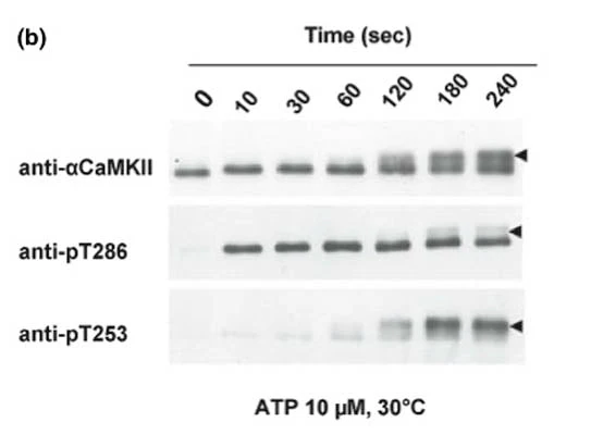Anti-CamKII subunit alpha, Thr253 Antibody - Image 2