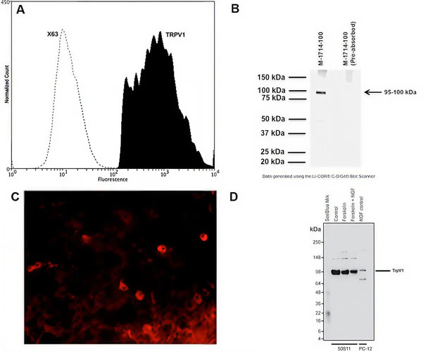 Anti-Capsaicin receptor (VR1/TrpV1) Antibody