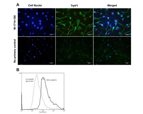 Anti-Capsaicin receptor (VR1/TrpV1) Antibody - Image 2