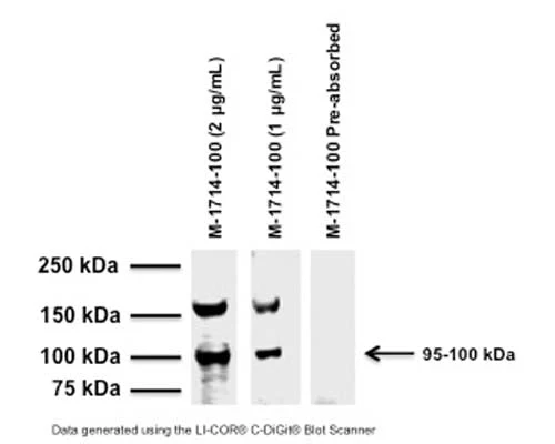 Anti-Capsaicin receptor (VR1/TrpV1) Antibody - Image 3
