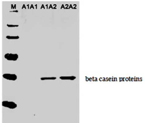 Anti-Casein, A2 beta Antibody