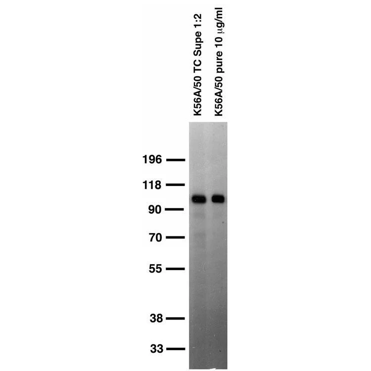 Anti-CASK Antibody - Image 2
