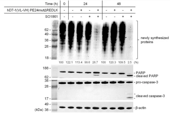 Anti-Caspase-3 (N-terminal region) Antibody - Image 2