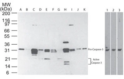 Anti-Caspase-3 (p17 subunit) Antibody