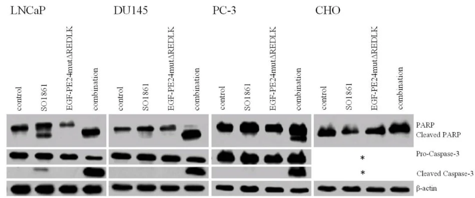 Anti-Caspase-3 (p17 subunit) Antibody - Image 2