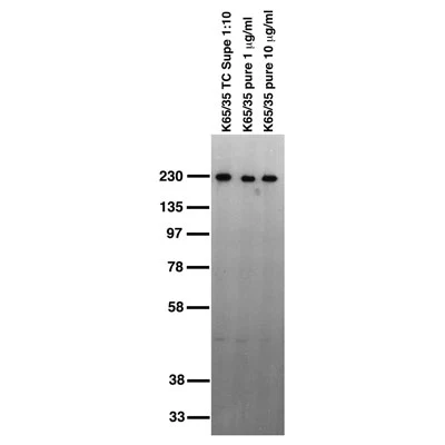 Anti-CASPR/Neurexin IV Antibody