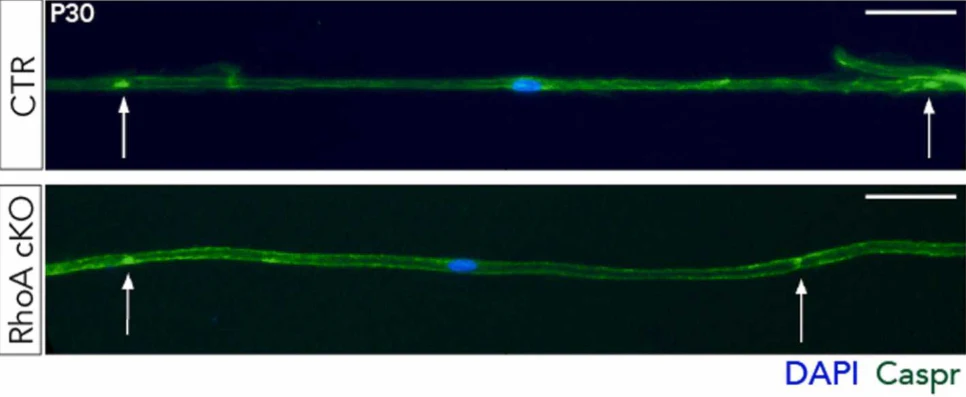 Anti-CASPR/Neurexin IV Antibody - Image 10